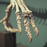 05420 phalanges v1