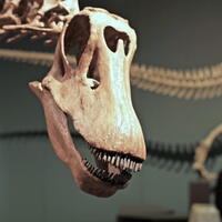 05434 brachytheralopan head v1