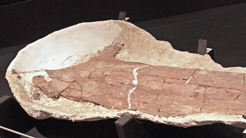 05453 large bone fossil v1