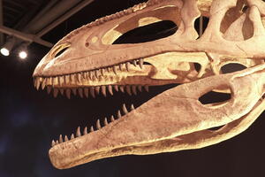 05455 teeth v1