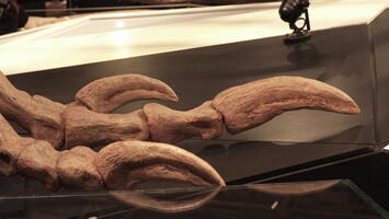 05463 dinosaur feet v1