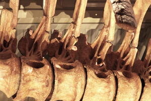 05465 big vertebrae v1