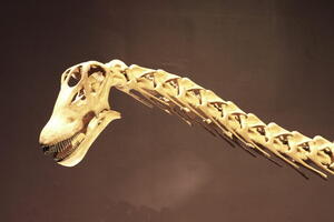 05472 nequensaurus australia v1