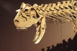 05483 carnotaurus sastrei v1