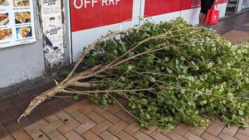 20240113 223847134 windblown branch v1