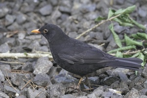 08676 blackbird