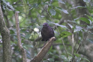 08680 blackbird first winter male