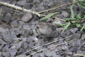 08682 sparrow