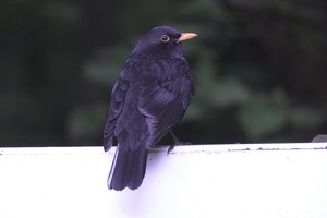 08717 blackbird