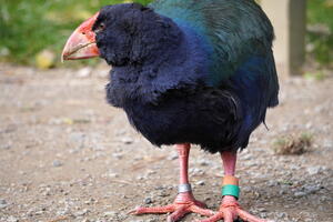Zealandia, June 3