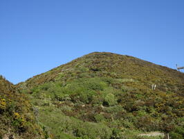 06383 hill with bush in karori