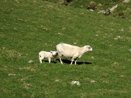 06400 big and small sheep v2
