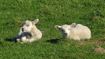 06406 two little lambs v1