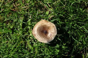 06407 camembert brittlegill v1