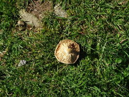 06409 camembert brittlegill underside v1