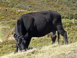 06418 cow v1