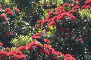 08183 pohutukawa with starling v1