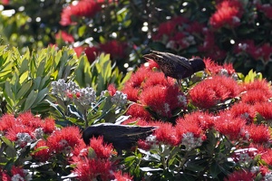 08188 starlings v1