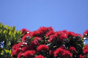 08194 pohutukawa v1