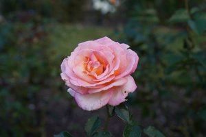 08212 hamilton gardens