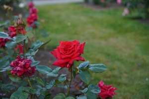 08214 rose