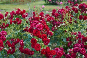 08215 lots of poppy roses