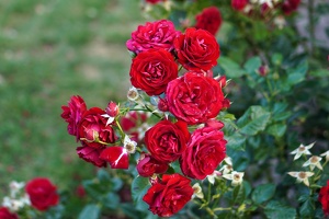 08217 poppy rose v1