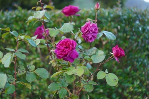 08222 blackberry nip rose