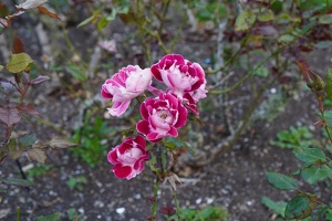 08224 old master rose