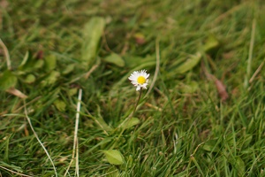 08246 english daisy v1