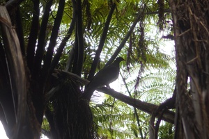 08250 kereru silhouette v1