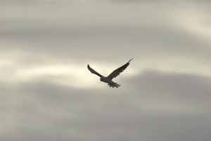 05606 black shouldered kite v1