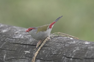 05647 red browed firetail v1