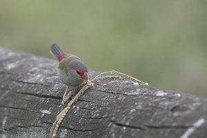 05649 red browed firetail munching v1