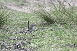 05652 female superb fairy wren v1