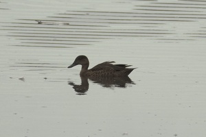 05656 female chestnut teal v1