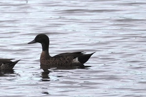 05669 chestnut teal v1