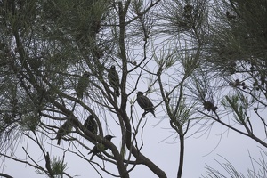 05675 tree of starlings