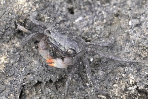 05691 red fingered marsh crab v1