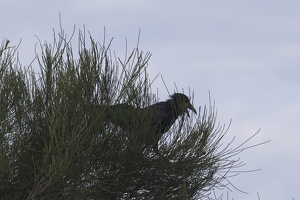 05692 australian raven v1