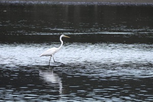 05699 great egret v1