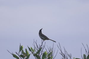 05708 red whiskered bulbul v1