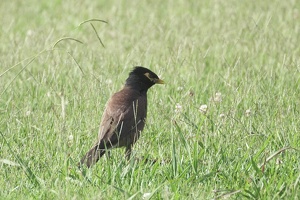 05717 common myna v1