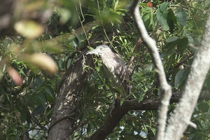 05725 rufous aka nankeen night heron juvenile v1