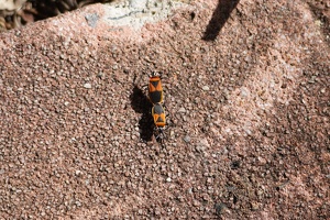 05727 two harlequin red bugs v1