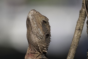 05732 australian water dragon closeup