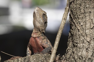 05733 australian water dragon