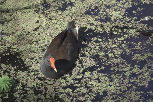 05747 dusky moorhen