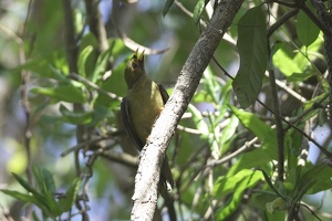 05768 figbird v1