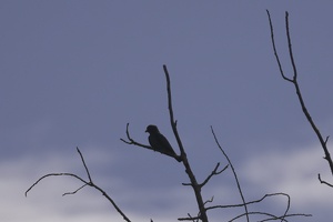 05784 dollarbird v1